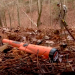 Garrett Pro-Pointer AT